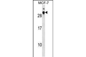 Western blot analysis in MCF-7 cell line lysates (35ug/lane). (DNAJB9 anticorps  (N-Term))