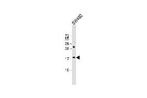 Anti-KISS1 Antibody (N-Term)at 1:500 dilution + S whole cell lysates Lysates/proteins at 20 μg per lane.