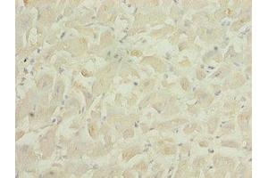 Immunohistochemistry of paraffin-embedded human heart tissue using ABIN7166610 at dilution of 1:100 (PID1 anticorps  (AA 15-168))