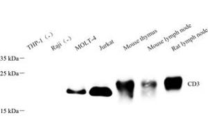 Western blot analysis of CD3 (ABIN7073386) at dilution of 1: 500