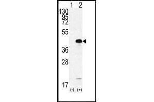 Western blot analysis of SOX2 (arrow) using rabbit polyclonal SOX2 Antibody  (ABIN6243285 and ABIN6577390). (SOX2 anticorps  (AA 251-284))