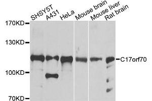 Western blot analysis of extracts of various cell lines, using C17orf70 antibody (ABIN5996290) at 1/1000 dilution. (C17orf70 anticorps)