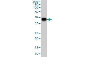 PIP5K2A monoclonal antibody (M01), clone 3A3 Western Blot analysis of PIP5K2A expression in K-562 .