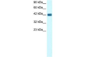 Human HepG2; WB Suggested Anti-OR13C9 Antibody Titration: 0. (OR13C9 anticorps  (Middle Region))