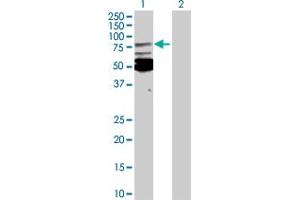 Western Blot analysis of MSN expression in transfected 293T cell line by MSN MaxPab polyclonal antibody. (Moesin anticorps  (AA 1-577))