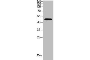 Western blot analysis of Hela Cell Lysate using antibody. (WISP3 anticorps  (AA 1-50))