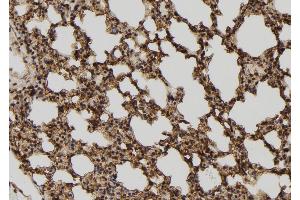 ABIN6272982 at 1/100 staining Mouse lung tissue by IHC-P. (TELO2 anticorps  (Internal Region))