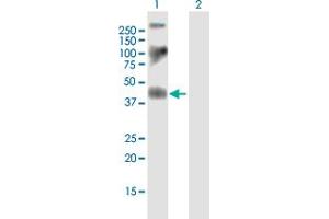 Western Blot analysis of F2R expression in transfected 293T cell line by F2R MaxPab polyclonal antibody.