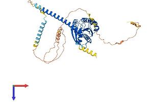 AlphaFold protein structure predicition of Human Recombinant ARL13B Protein, UniprotID Q3SXY8