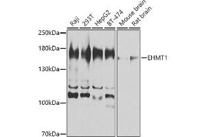 Western blot analysis of extracts of various cell lines, using EHMT1 antibody (ABIN6130358, ABIN6140012, ABIN6140013 and ABIN6224602) at 1:1000 dilution. (EHMT1 anticorps  (AA 1-260))