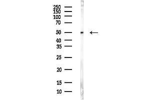 Western blot analysis of lysates from Mouse brain, using GFAP Antibody at 1/1000 dilution.