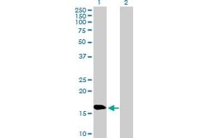 Western Blot analysis of NPC2 expression in transfected 293T cell line by NPC2 MaxPab polyclonal antibody. (NPC2 anticorps  (AA 1-151))