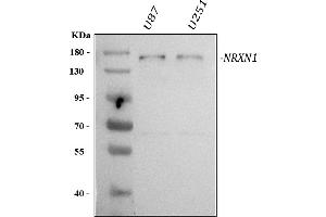 Western blot analysis of Neurexin 1/NRXN1 using anti-Neurexin 1/NRXN1 antibody (ABIN5693015). (Neurexin 1 anticorps  (AA 141-294))