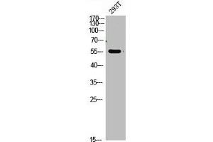 Western Blot analysis of 293t cells using primary antibody diluted at 1:1000(4 °C overnight). (FOXO4 anticorps  (AA 170-200))