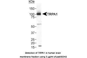 Image no. 1 for anti-Transient Receptor Potential Cation Channel, Subfamily A, Member 1 (TRPA1) (AA 1-100), (N-Term) antibody (ABIN363552) (TRPA1 anticorps  (N-Term))