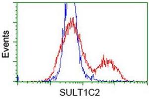 Image no. 1 for anti-Sulfotransferase Family, Cytosolic, 1C, Member 2 (SULT1C2) antibody (ABIN1501233) (SULT1C2 anticorps)