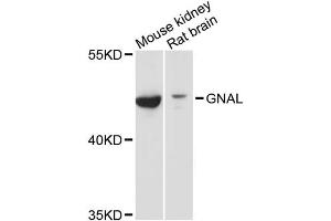 Western blot analysis of extracts of various cell lines, using GNAL antibody (ABIN6293328) at 1:3000 dilution. (GNAL anticorps)