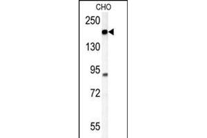 ATP11C Antibody (Center) (ABIN651638 and ABIN2840341) western blot analysis in CHO cell line lysates (35 μg/lane). (ATP11C anticorps  (AA 589-616))