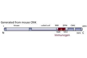 Image no. 3 for anti-Citron (Rho-Interacting, serine/threonine Kinase 21) (CIT) (AA 1420-1612) antibody (ABIN968503) (CIT anticorps  (AA 1420-1612))