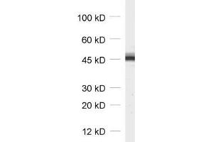 dilution: 1 : 1000, sample: synaptosomal fraction (P2) of rat brain (Cytohesin 3 anticorps)