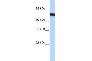 ZNF486 antibody used at 0. (ZNF486 anticorps  (C-Term))