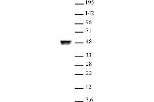 CTBP2 antibody (pAb) tested by Western blot Nuclear extract of HeLa cells (10 μg) probed with CTBP2 antibody (1:1000). (CTBP2 anticorps  (Isoform 1, Isoform 2))