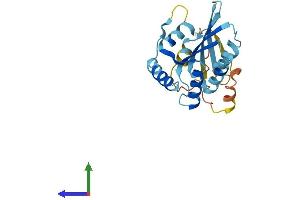 AlphaFold protein structure predicition of Mouse Recombinant Apobec2 Protein, UniprotID Q9WV35