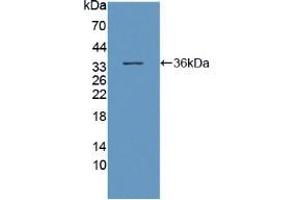 Western blot analysis of recombinant Human DNAH11. (DNAH11 anticorps  (AA 17-299))