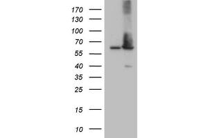 Adracalin anticorps  (AA 322-546)