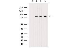 Western blot analysis of extracts from various samples, using LETM1 Antibody. (LETM1 anticorps  (Internal Region))