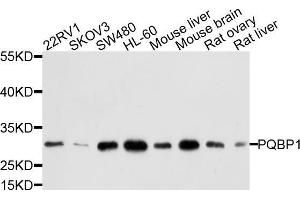 Western blot analysis of extracts of various cell lines, using PQBP1 antibody (ABIN5972450) at 1/1000 dilution.