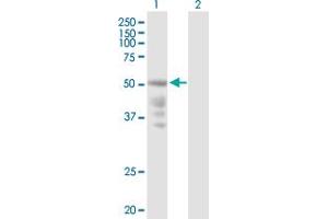 Western Blot analysis of CXCR4 expression in transfected 293T cell line by CXCR4 MaxPab polyclonal antibody.