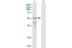 Western Blot analysis of CXCR4 expression in transfected 293T cell line by CXCR4 MaxPab polyclonal antibody. (CXCR4 anticorps  (AA 1-352))