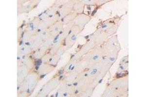 IHC-P analysis of Rat Tissue, with DAB staining. (Corin anticorps  (AA 533-634))