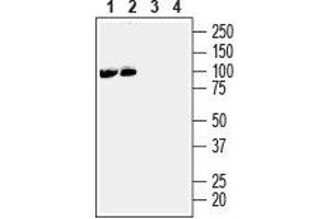 Western blot analysis of mouse (lanes 1 and 3) and rat (lanes 2 and 4) brain membranes: - 1,2.