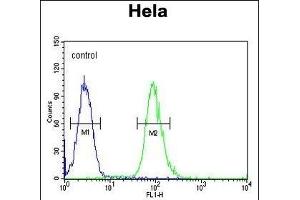CLDN7 Antibody (C-term) (ABIN654139 and ABIN2844008) flow cytometric analysis of Hela cells (right histogram) compared to a negative control cell (left histogram). (Claudin 7 anticorps  (C-Term))