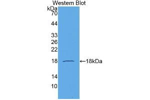 Western blot analysis of the recombinant protein. (CCL21 anticorps  (AA 24-134))