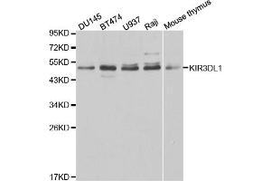 Western blot analysis of extracts of various cell lines, using KIR3DL1 antibody. (KIR3DL1 anticorps)