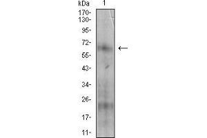Western blot analysis using NT5E mouse mAb against A431 cell lysate.