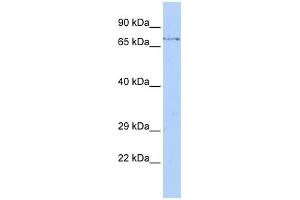 WB Suggested Anti-FBXW8 Antibody Titration: 0. (FBXW8 anticorps  (Middle Region))