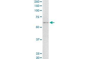 ASPSCR1 monoclonal antibody (M01), clone 3D10-1D11.