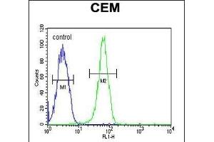 KIF24 Antibody (N-term) (ABIN651907 and ABIN2840447) flow cytometric analysis of CEM cells (right histogram) compared to a negative control cell (left histogram).