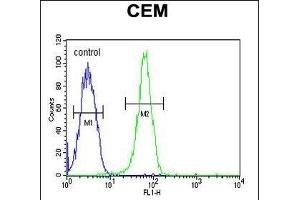 KIF24 Antibody (N-term) (ABIN651907 and ABIN2840447) flow cytometric analysis of CEM cells (right histogram) compared to a negative control cell (left histogram). (KIF24 anticorps  (N-Term))