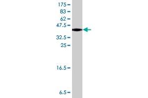 Western Blot detection against Immunogen (35.