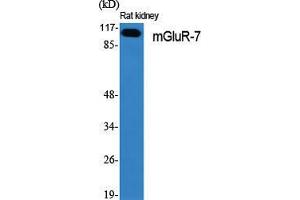Western Blot (WB) analysis of specific cells using mGluR-7 Polyclonal Antibody. (GRM7 anticorps  (C-Term))