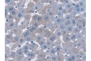 Detection of NQO1 in Mouse Liver Tissue using Polyclonal Antibody to NADH Dehydrogenase, Quinone 1 (NQO1)
