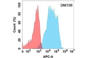Flow cytometry analysis with Anti-CD200 (DM156) on Expi293 cells transfected with human CD200 (Blue histogram) or Expi293 transfected with irrelevant protein (Red histogram). (CD200 anticorps  (AA 31-232))