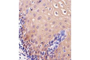 Immunohistochemical analysis of paraffin-embedded H.