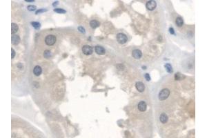 Detection of ErbB4 in Human Kidney Tissue using Polyclonal Antibody to Erb-b2 Receptor Tyrosine Kinase 4 (ErbB4)