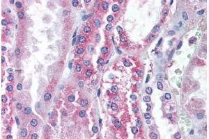 Anti-TRPV1 antibody  ABIN1049437 IHC staining of human kidney.